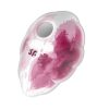 Satisfyer Cloud Dancer akkus léghullámos csiklóizgató - pink