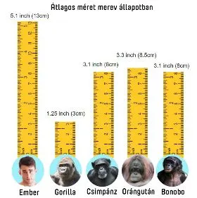 Miért nagyobb az emberi pénisz, mint a legtöbb főemlősé?